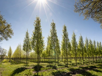 ammerlandrundfahrt Eine sonnige Allee junger Laubbäume unter tiefblauem Himmel, umrahmt von strahlendem Licht.