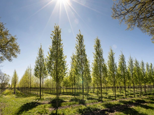 ammerlandrundfahrt Eine sonnige Allee junger Laubbäume unter tiefblauem Himmel, umrahmt von strahlendem Licht.