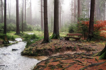 Silberbachtal Wald mit Bach und Bank auf einer von Wurzeln durchzogenen Lichtung, umgeben von hohen Bäumen.