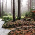 Silberbachtal Wald mit Bach und Bank auf einer von Wurzeln durchzogenen Lichtung, umgeben von hohen Bäumen.