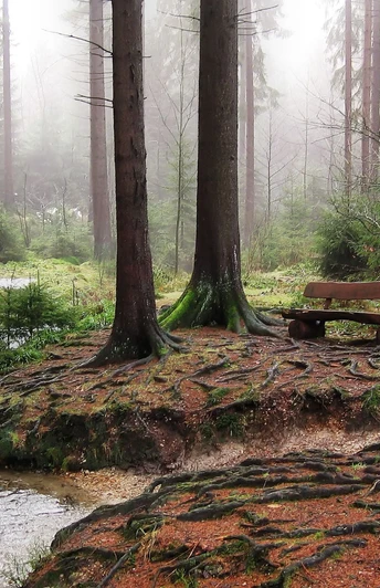 Silberbachtal Wald mit Bach und Bank auf einer von Wurzeln durchzogenen Lichtung, umgeben von hohen Bäumen.