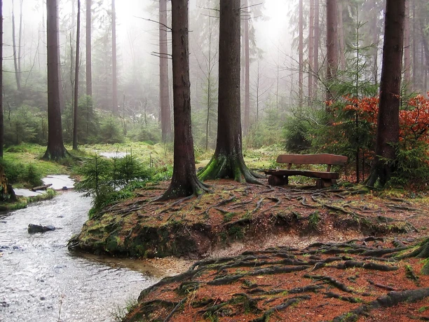 Silberbachtal Wald mit Bach und Bank auf einer von Wurzeln durchzogenen Lichtung, umgeben von hohen Bäumen.