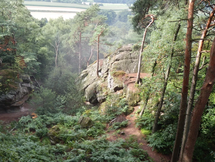 Verwunschene Dörenther Klippen Waldpfad zwischen moosbewachsenen Felsen, umgeben von hohen Bäumen und dichter Vegetation.