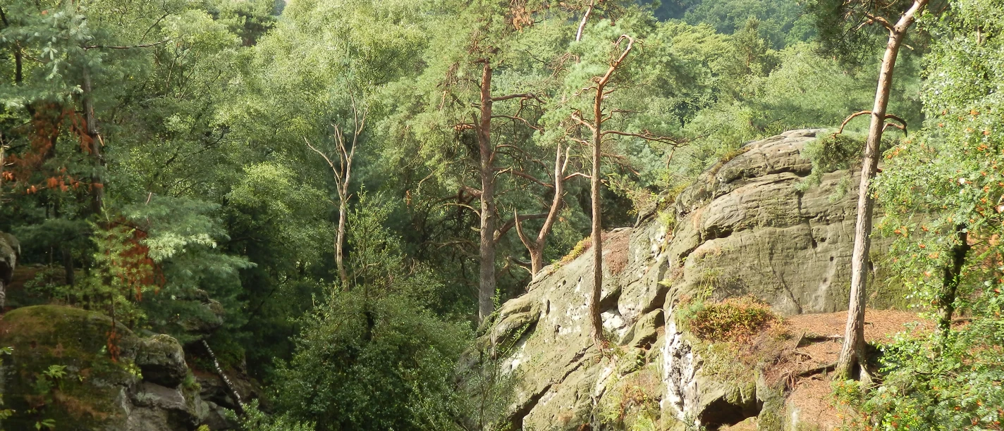 Dörenther Klippen Felstürme und Bäume in einer bewaldeten Umgebung, im Hintergrund waldige Hügel und Felder.