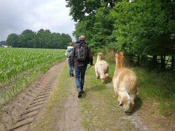 Ausflug mit den Alpakas Personengruppe führt zwei Alpakas auf einem Pfad entlang eines Felderrandes unter Bäumen spazieren.