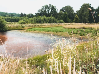 Moorteiche Gräflicher Park Bad Driburg Moorteich im Gräflichen Park Bad Driburg, umgeben von grünen Wiesen, wilden Blumen und dichten Bäumen.
