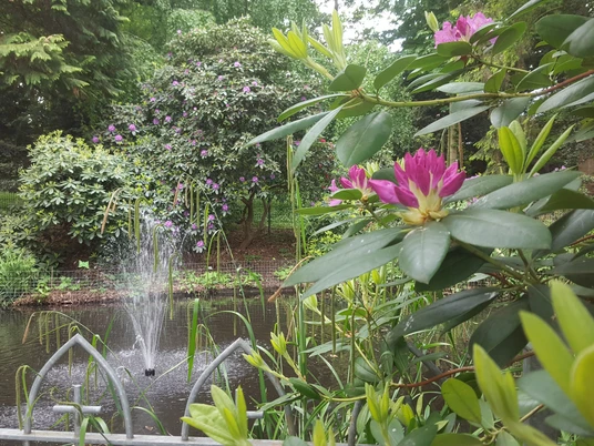 Rhododendronblüte im Pfarrgarten