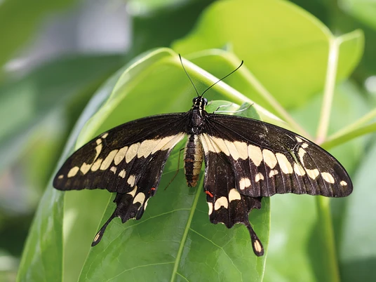 Schmetterling bei Emsflower