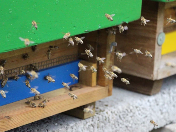 Celler Bieneninstitut Celler Bieneninstitut