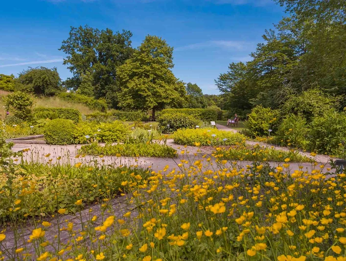 Celler Heilpflanzengarten, Blumen Celler Heilpflanzengarten, Blumen