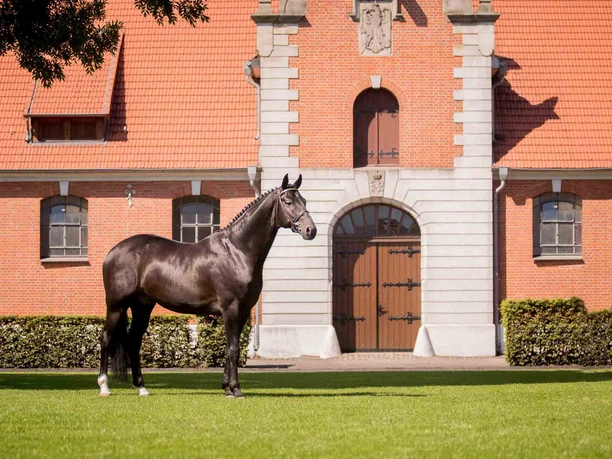 celle-landgestuet-don-index-lovely-moments Celle's State Stud