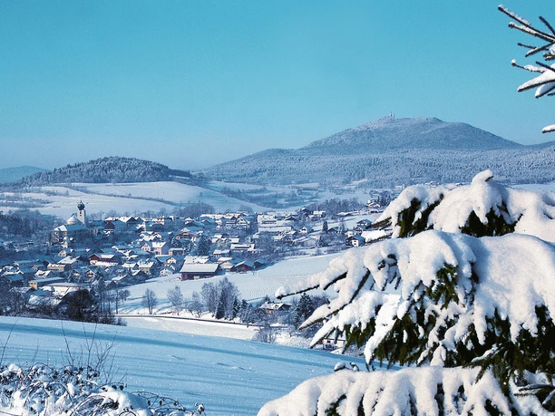 Lam im Winter