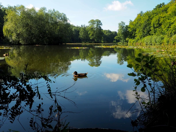 Backteich Kloster Loccum Ruhevolle Wasserfläche mit Enten, reflektierende Bäume und Wolken, friedliche Naturumgebung.
