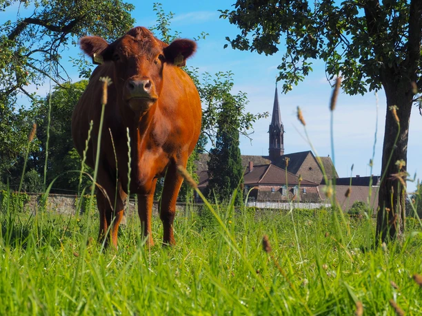 Kloster Loccum Braune Kuh auf grüner Wiese, mit der Silhouette des historischen Klosters Loccum im Hintergrund.