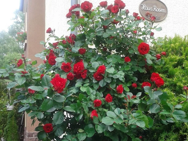 haus-rosen-rosenstock Rosenbusch mit roten Rosenblüten