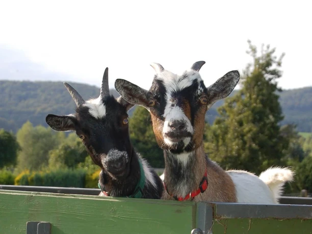 fewo-carlasziegenstall-suesseziegen Zwei Ziegen schauen in die Kamera