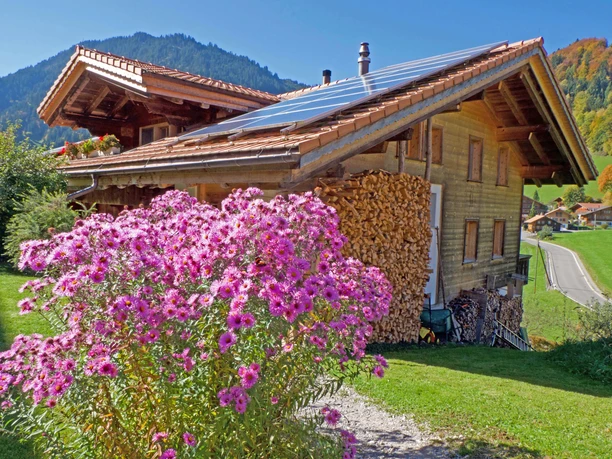 Des asters en fleurs devant un chalet en bois