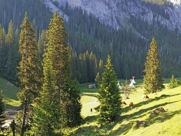 The Menigboden tipi camp surrounded by cows