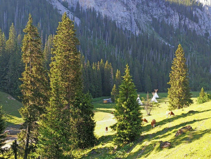 The Menigboden tipi camp surrounded by cows