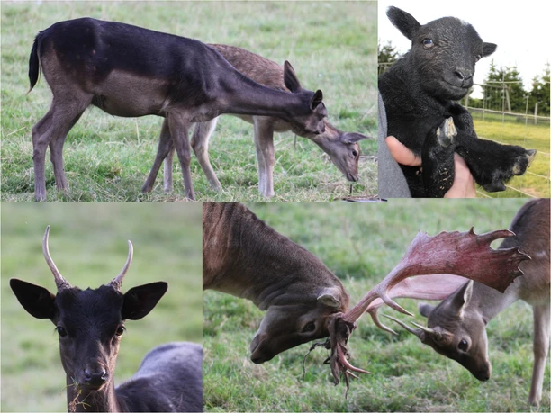 Camping "Am Mühlenberg" Junge und erwachsene Damhirsche grasen, kämpfen spielerisch mit Geweihen; ein Lamm wird gehalten.