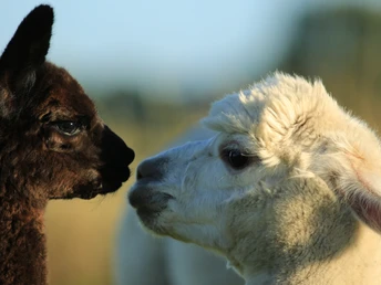 Alpakas auf dem Ferienhof Osteland