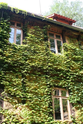 Historisches Gebäude von Efeu überwuchert, mit vielen Fenstern und rotem Dach, umgeben von Bäumen.