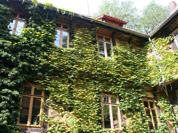 Rittergut Brokeloh Historisches Gebäude von Efeu überwuchert, mit vielen Fenstern und rotem Dach, umgeben von Bäumen.