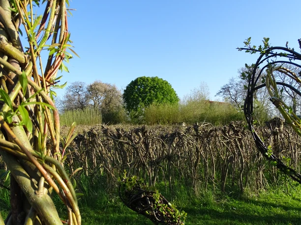 weidenzentrum1_susanne-friese