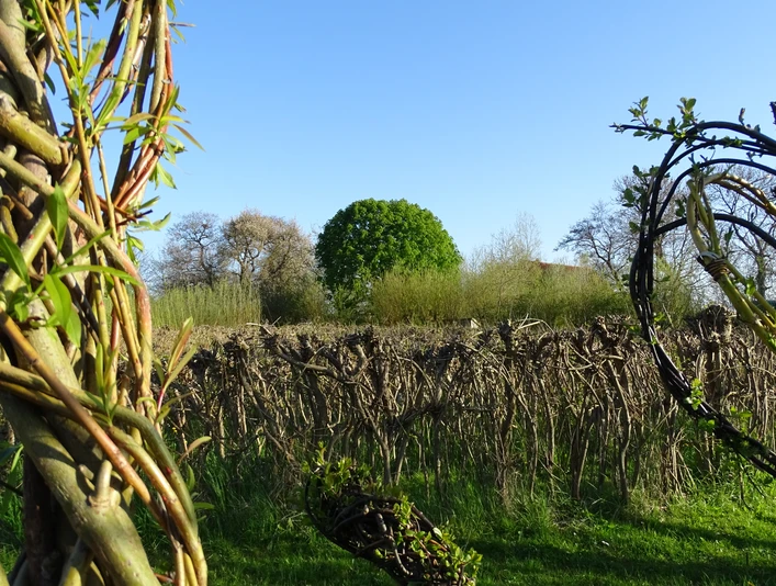 weidenzentrum1_susanne-friese