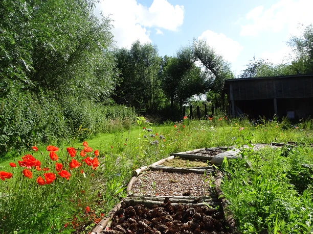 weidenzentrum4_susanne-friese