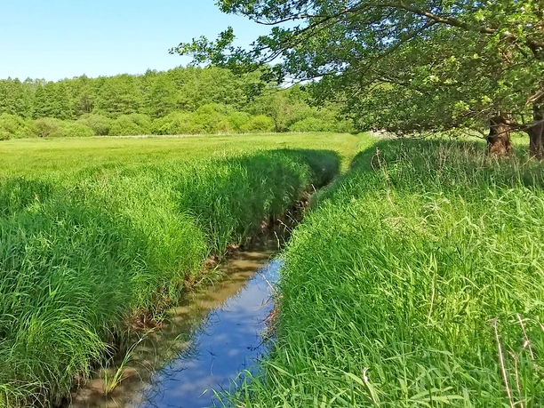 Der Glindbach im Naturschutzgebiet Glindbusch Der Glindbach im Naturschutzgebiet Glindbusch