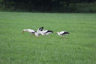 Weißstörche In einer grünen Wiese suchen vier Weißstörche nach Nahrung, während sie gemächlich schreiten.