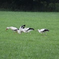 Weißstörche In einer grünen Wiese suchen vier Weißstörche nach Nahrung, während sie gemächlich schreiten.
