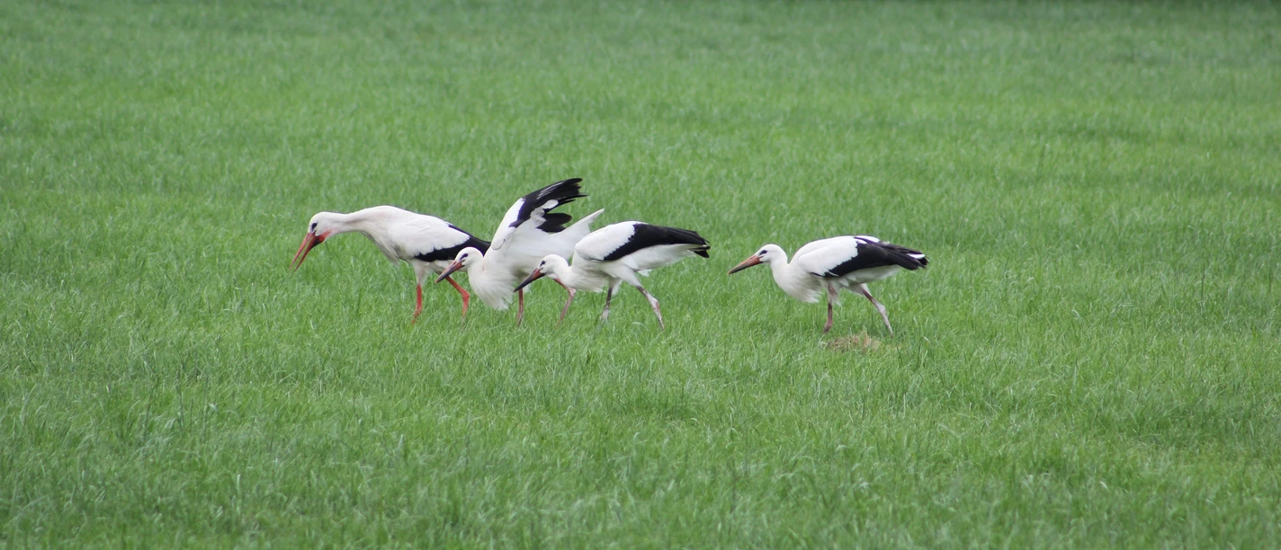 Weißstörche In een groene weide zoeken vier witte ooievaars op hun gemak naar voedsel.
