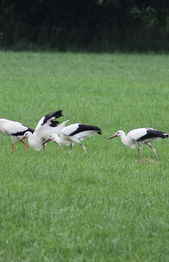 Weißstörche In einer grünen Wiese suchen vier Weißstörche nach Nahrung, während sie gemächlich schreiten.