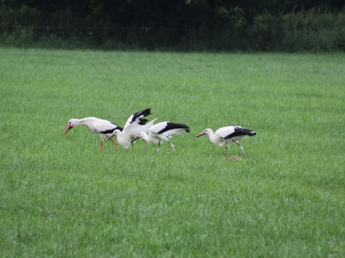 Weißstörche In einer grünen Wiese suchen vier Weißstörche nach Nahrung, während sie gemächlich schreiten.In a green meadow, four white storks search for food as they leisurely stride along.På en grøn eng søger fire hvide storke efter føde, mens de roligt skridter af sted.In een groene weide zoeken vier witte ooievaars op hun gemak naar voedsel.