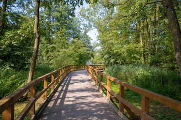 seebruecke Ein verschlungener Holzsteg führt durch einen üppigen, grünen Sommerwald unter klarem Himmel.