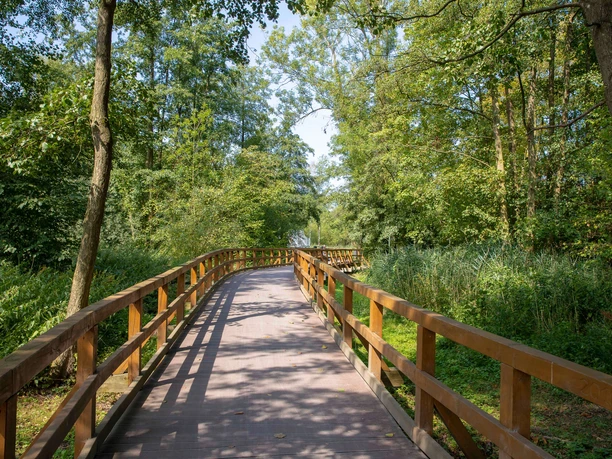 seebruecke Ein verschlungener Holzsteg führt durch einen üppigen, grünen Sommerwald unter klarem Himmel.