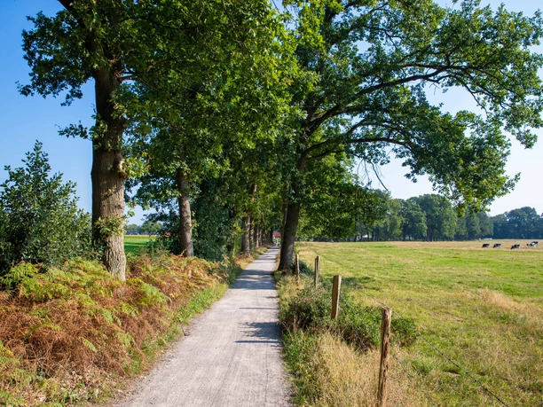 meerweg Ein idyllischer Weg führt von Bäumen gesäumt durch eine grüne Landschaft. Rechts weiden friedlich Kühe.