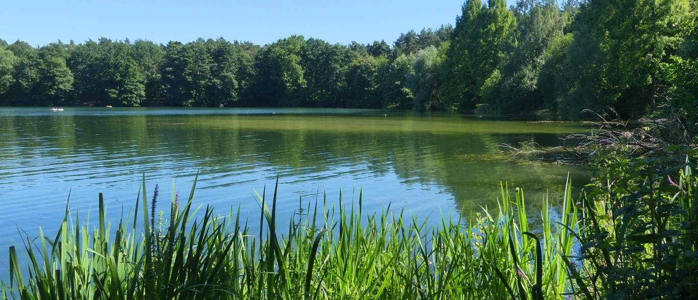 Der Habichtsee spiegelt Bäume und blauen Himmel, umgeben von grünen Schilfgräsern und Wald.