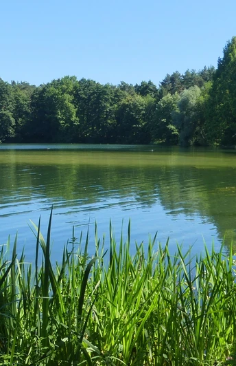 Der Habichtsee spiegelt Bäume und blauen Himmel, umgeben von grünen Schilfgräsern und Wald.