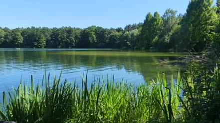 Habichtsee Der Habichtsee spiegelt Bäume und blauen Himmel, umgeben von grünen Schilfgräsern und Wald.