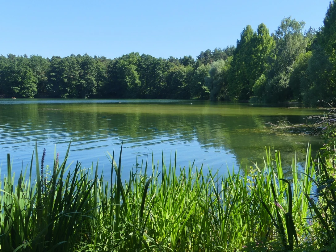 Habichtsee Der Habichtsee spiegelt Bäume und blauen Himmel, umgeben von grünen Schilfgräsern und Wald.