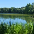 Habichtsee Der Habichtsee spiegelt Bäume und blauen Himmel, umgeben von grünen Schilfgräsern und Wald.
