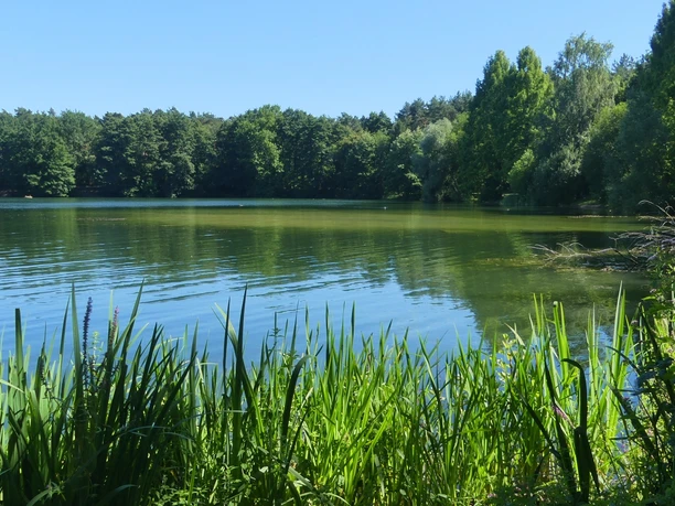 Habichtsee Der Habichtsee spiegelt Bäume und blauen Himmel, umgeben von grünen Schilfgräsern und Wald.