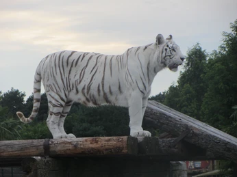 Ein weißer Tiger steht majestätisch auf einem Holzstamm, umgeben von Bäumen, im Zoo von Münster.
