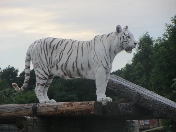 Ein weißer Tiger steht majestätisch auf einem Holzstamm, umgeben von Bäumen, im Zoo von Münster.
