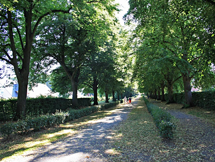 Allee im Friedhof Grüne Baumallee auf einem Friedhof, die von Sonnenlicht durchflutet wird und einen Spazierweg bietet.