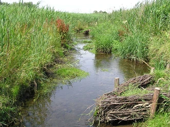 Schilfbewachsene Wasserlandschaft mit einem ruhigen Bach, umgeben von grüner Vegetation im Naturschutzgebiet Füllenbruch.