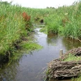 Schilfbewachsene Wasserlandschaft mit einem ruhigen Bach, umgeben von grüner Vegetation im Naturschutzgebiet Füllenbruch.